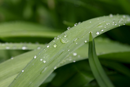 草上的露水