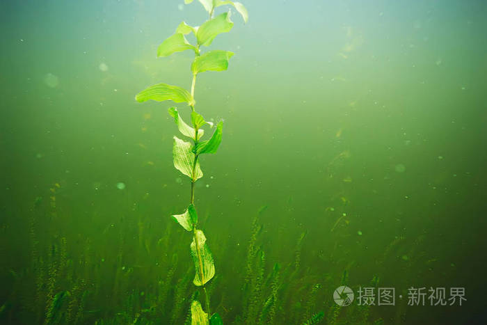 海底的绿色海藻