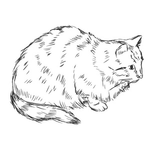 矢量素描猫