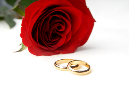 一支玫瑰和两个结婚戒指图片