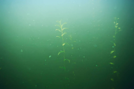 海底的绿色海藻