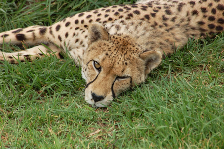 非洲野生动物猎豹