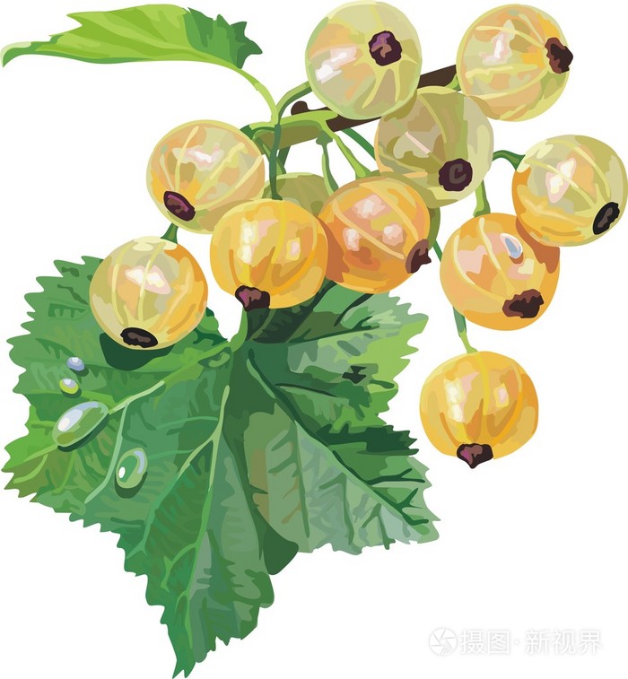 矢量红色醋栗. 成熟的浆果插画-正版商用图片00dqff-摄图新视界