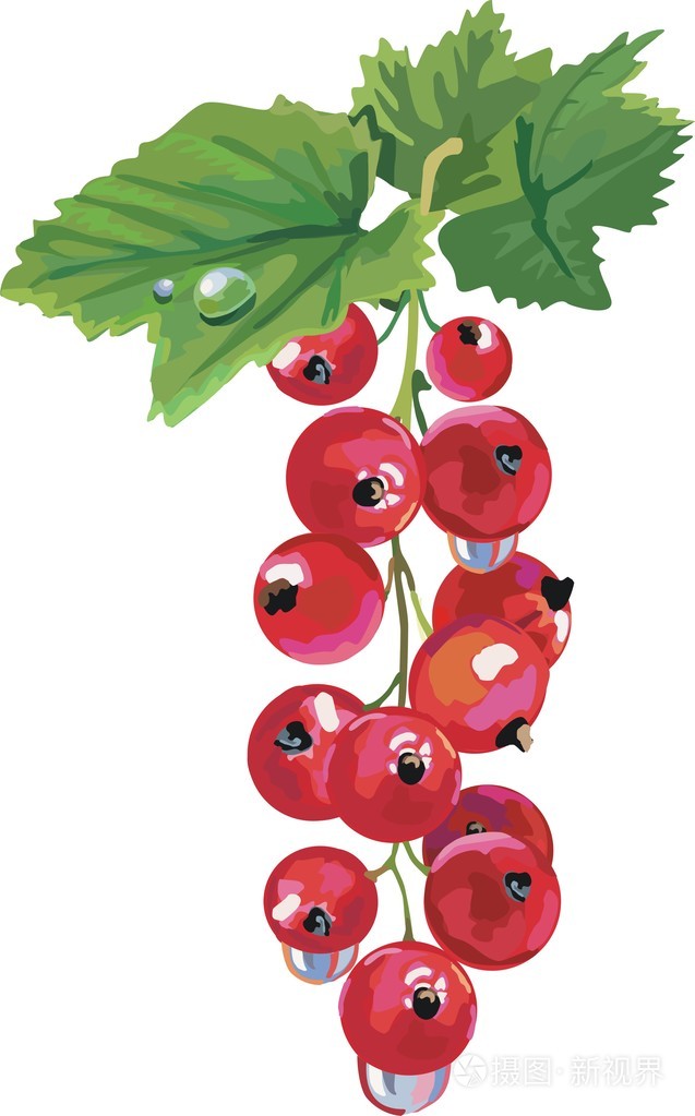矢量红色醋栗成熟的浆果