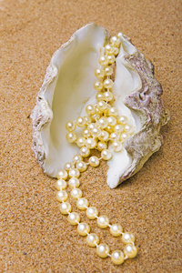 珍珠链在贝壳里图片