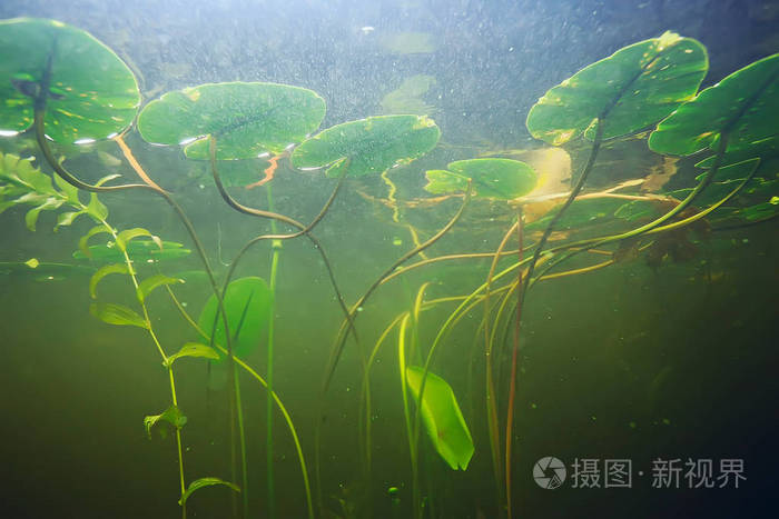 海底的绿色海藻