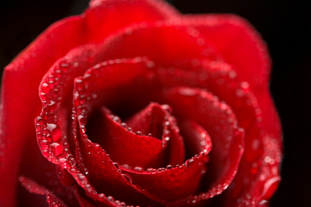 美丽的红玫瑰和水滴