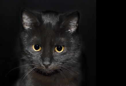 眼睛名称黑猫(软件名称)照片