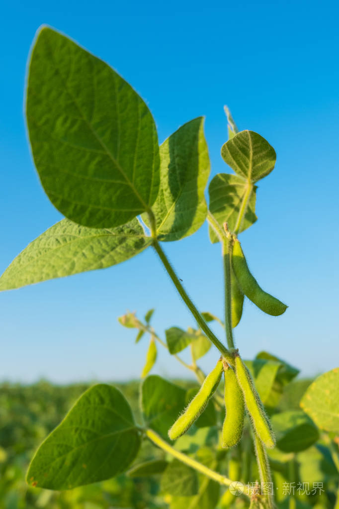 成熟的豆荚,大豆豆绿色的天空