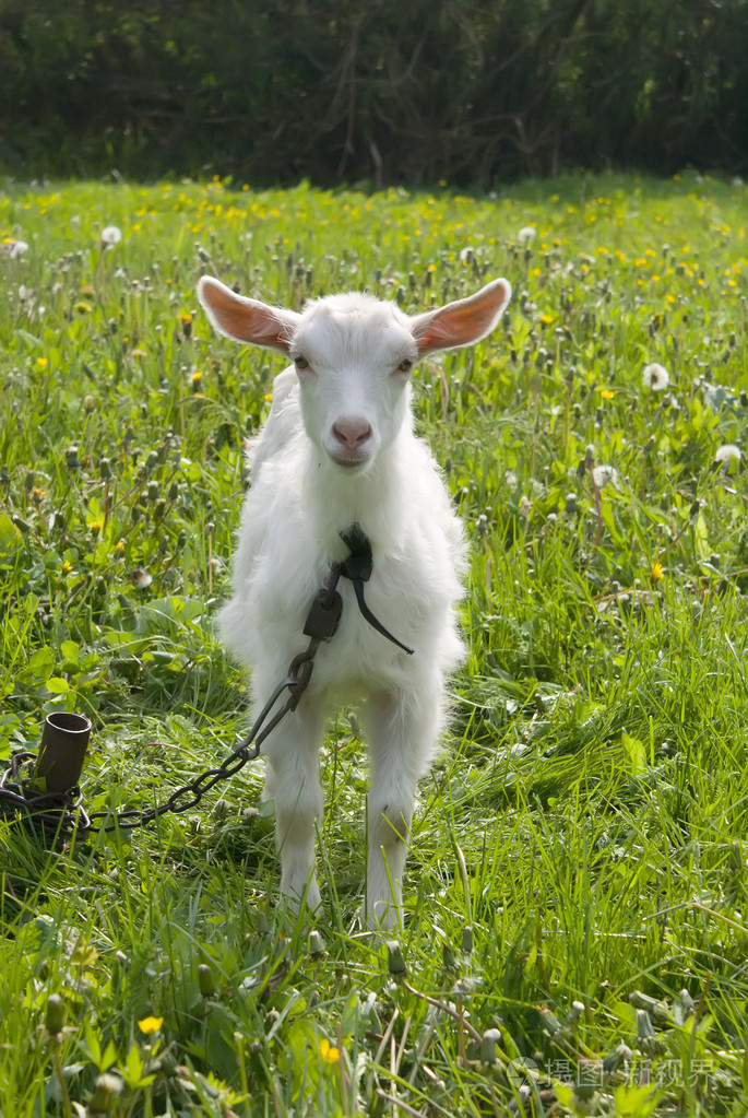 山羊色鬼替罪羊