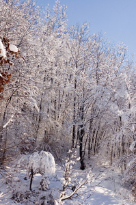 雪，雪花 积雪 雪季