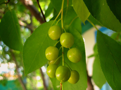 绿色植物