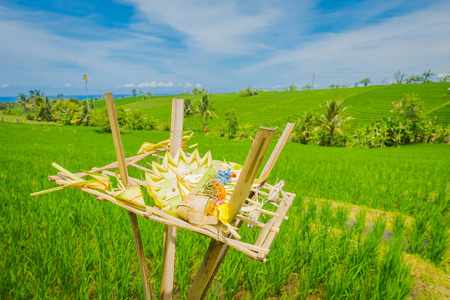 皇冠的叶子在水稻田间，巴厘岛，巴厘岛，木制支持