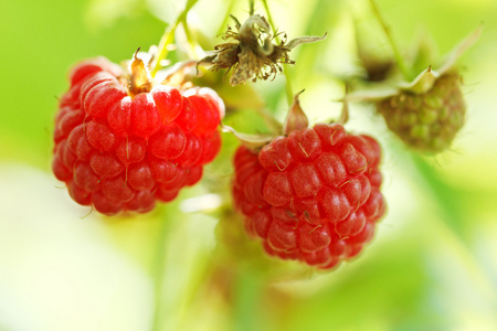 两个成熟的水果，红树莓的关