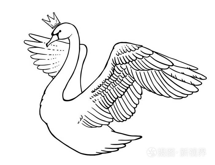 白色的天鹅在冠