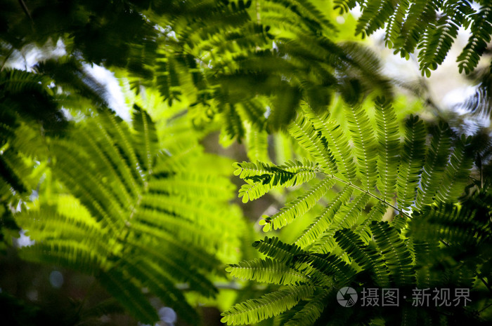 多汁的绿色照片-正版商用图片00e964-摄图新视界