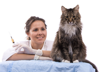 兽医做体检猫