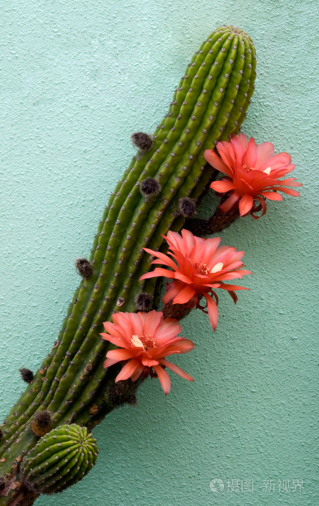 有花和芽的仙人掌