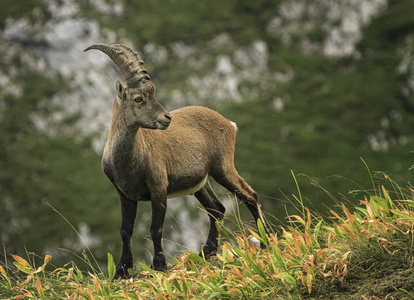 雄性野生的高山，山羊或 steinbock