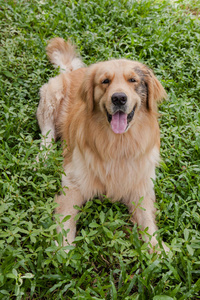 金毛寻回犬扮演在绿色的草地上照片