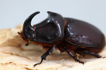 Oryctes nasicornis，犀牛甲虫