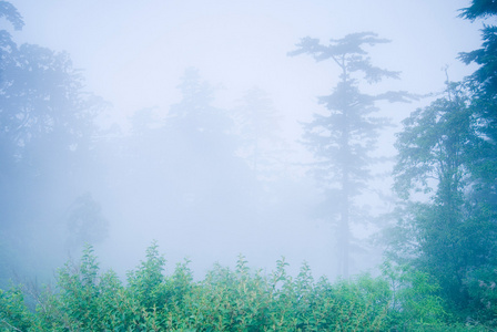 森林中的松树有雾
