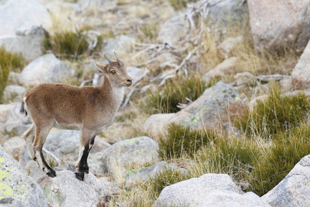 西班牙 ibex 季节