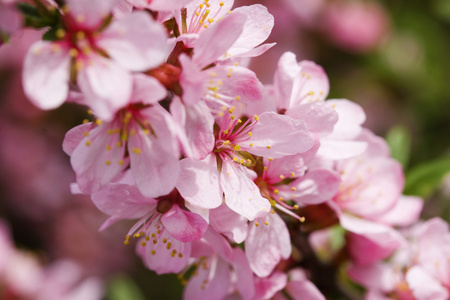 花树