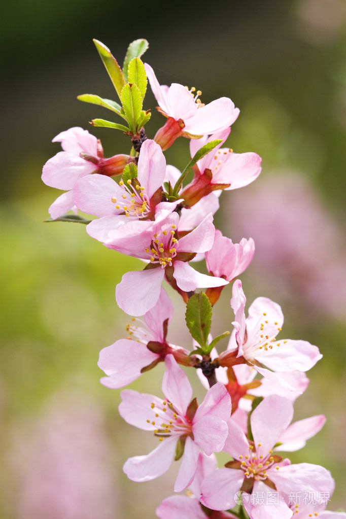 花树