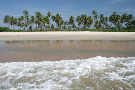 在大海边椰子树图片
