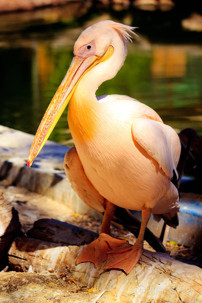 特写镜头的粉红色支持的鹈鹕