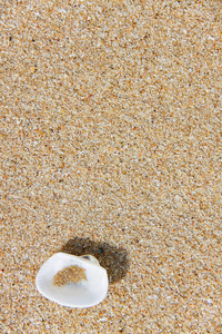 壳上的海滩砂纹理背景