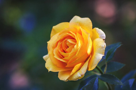 在光中的黄玫瑰图片