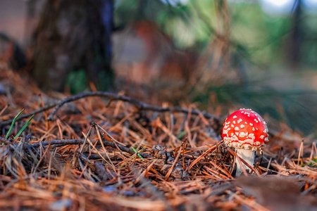 红毒鹅膏菌蘑菇图片