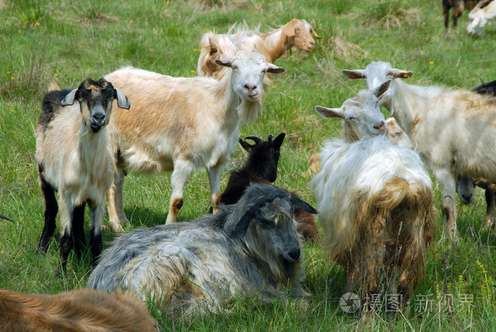 山羊goat的名词复数老色鬼色狼好色之徒