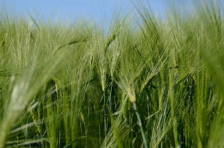 绿色大麦植物在农业领域。夏季背景