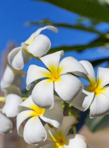 花馨鸡蛋花树