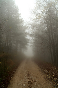 乡村道路在雾中