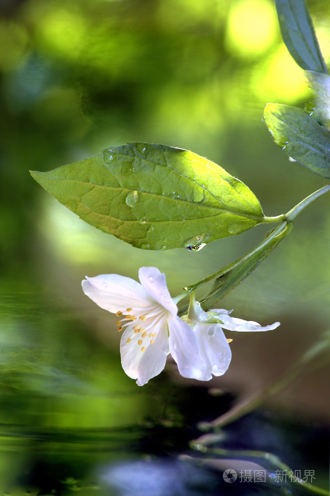 茉莉花在雨中