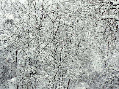 冰天雪地的分支机构