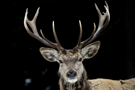 黑色的雄鹿图片