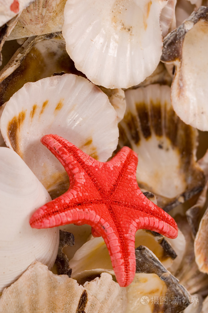 贝壳海洋贝类seashell的复数形式海中软体动物的壳贝壳seashell的名词