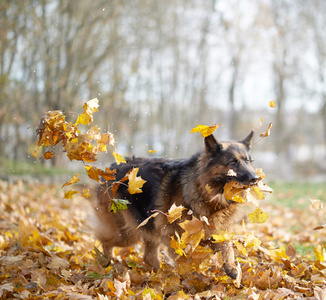 德国牧羊犬的狗组成