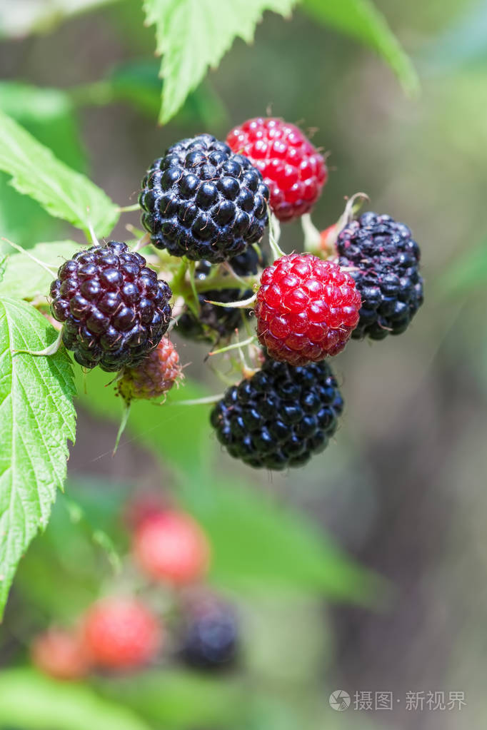 浆果成熟的黑树莓