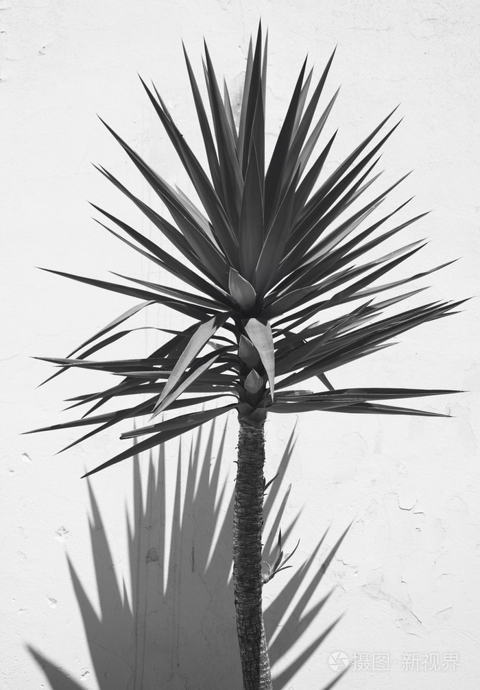 丝兰植物与阴影的白墙上.西班牙