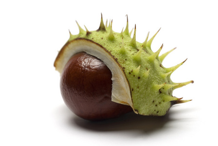 七叶树 horse chestnut的名词复数 