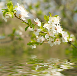 1.苹果花开在水里