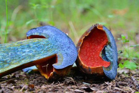 neoboletus luridiformis 蘑菇