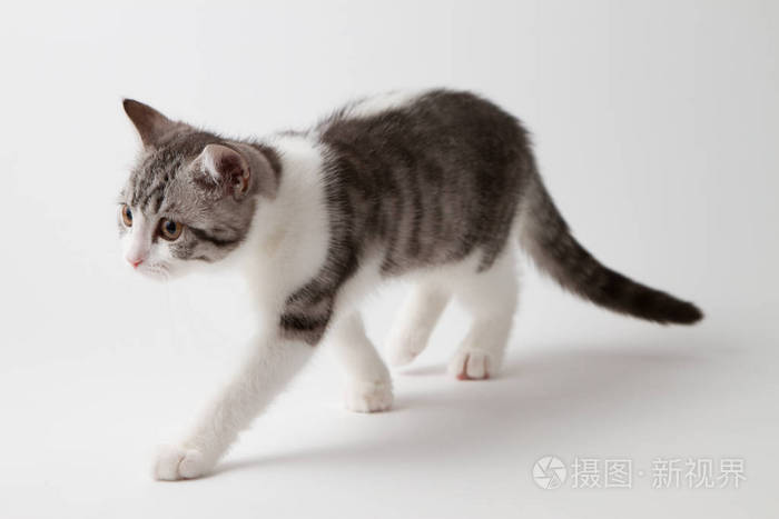 苏格兰直小猫双色发现在白色背景上行走