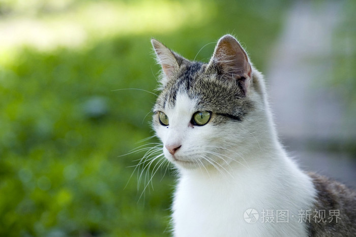 猫画像